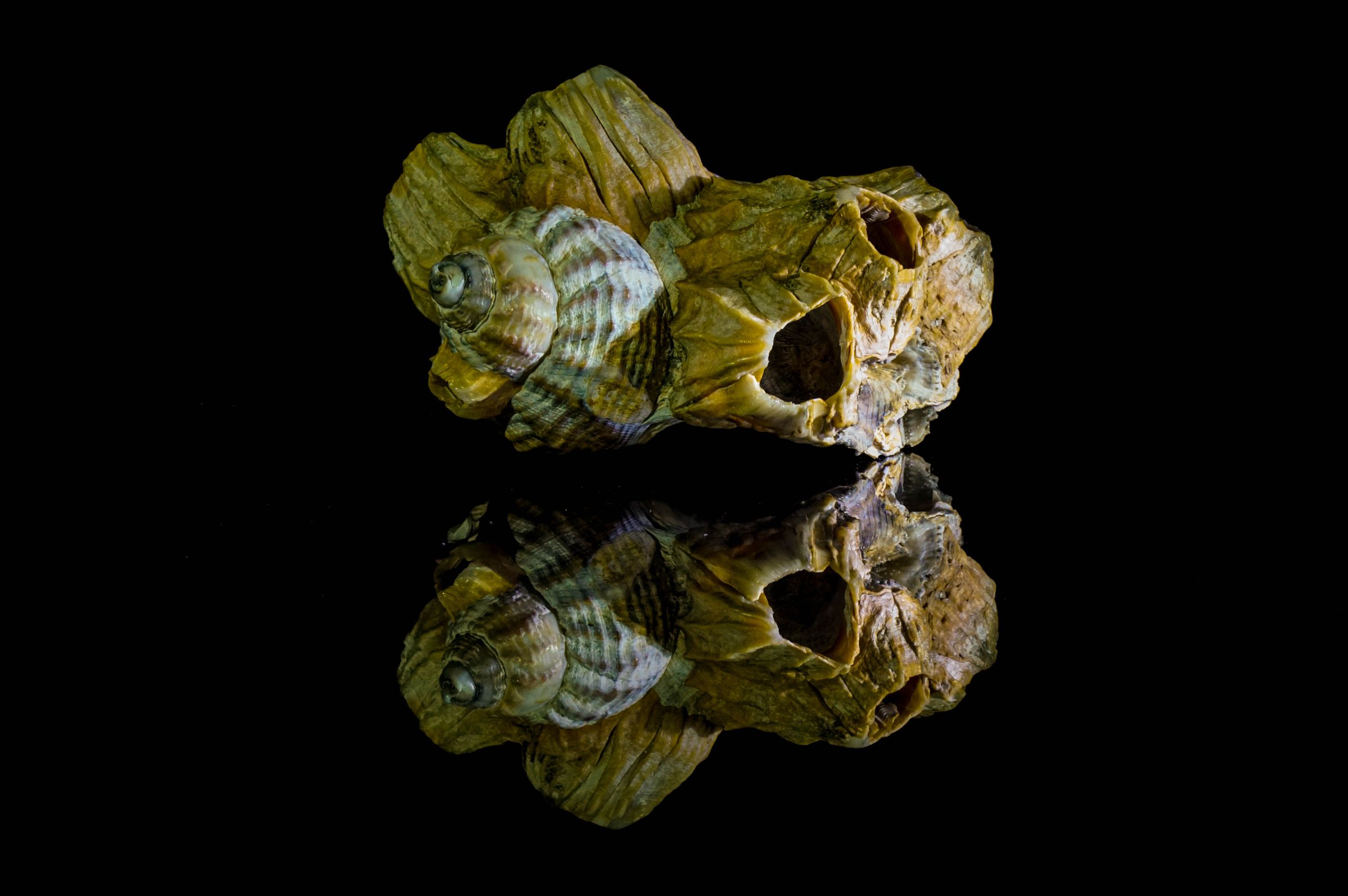 Muschel Vejers Strand